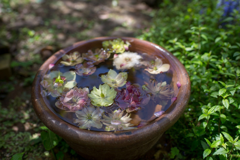 水鉢に落ちた花